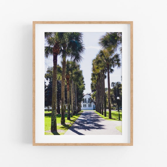 Jekyll Island Palms Photo Print