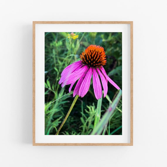 Purple Coneflower Photo Print
