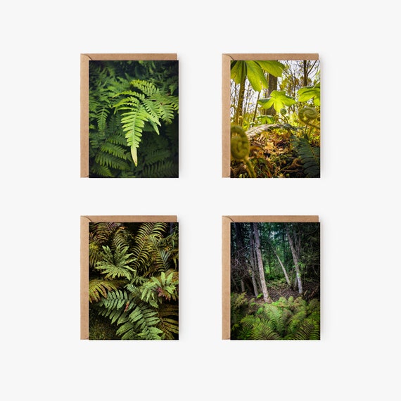 Ferns Greeting Card Variety Pack