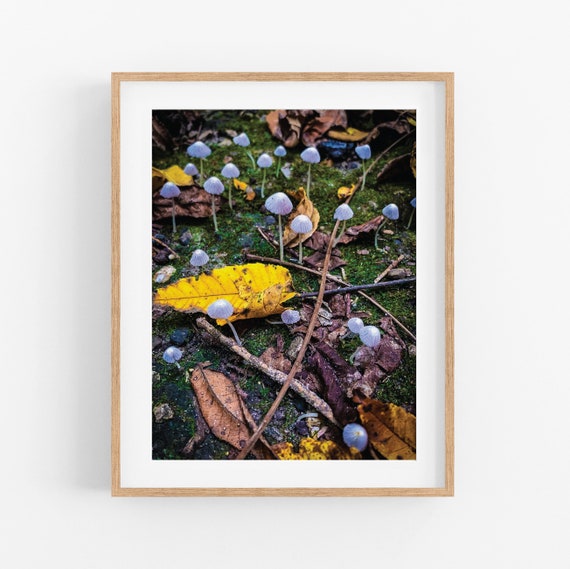 Fairy Ink Cap Mushroom Photo Print