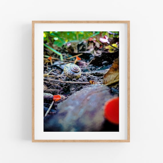 Snail and Mushrooms Photo Print
