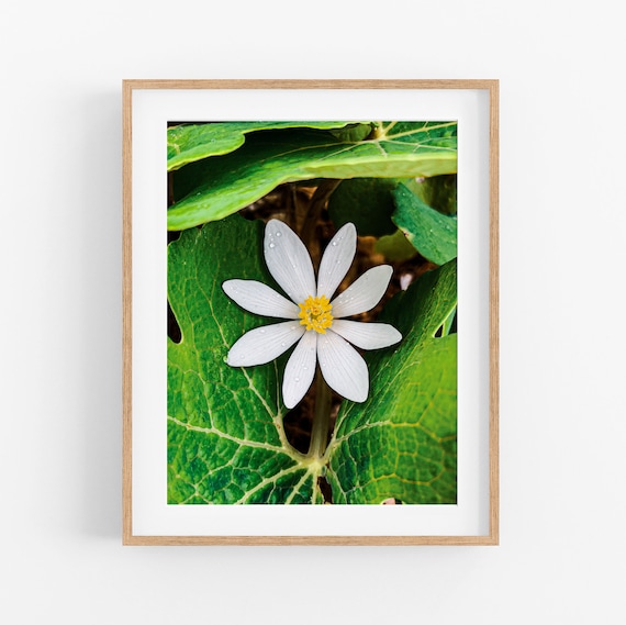 Bloodroot Wildflower Photo Print