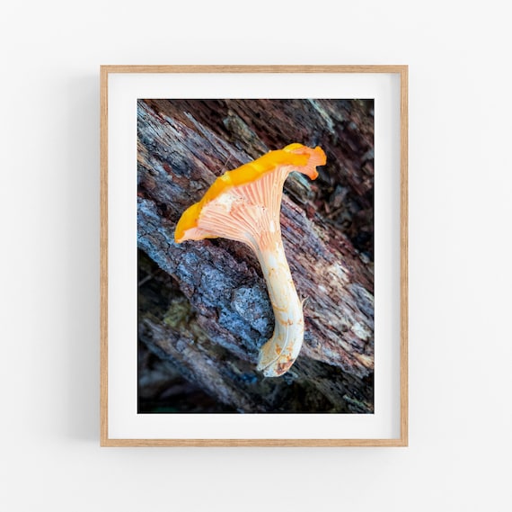 Chanterelle Mushroom Photo Print