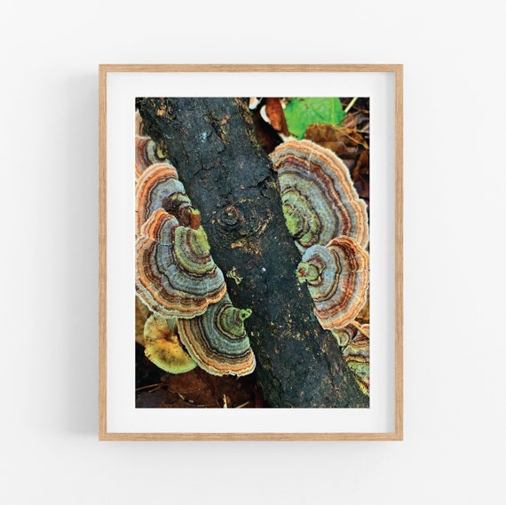 Turkey tail Mushroom Photo Print