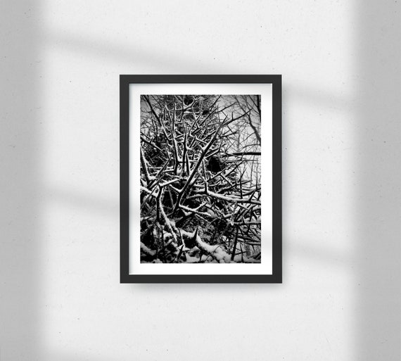 Winter honey locust tree—gicleé print