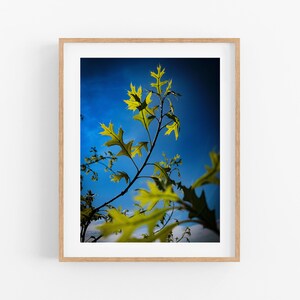 Pin Oak Photo Print