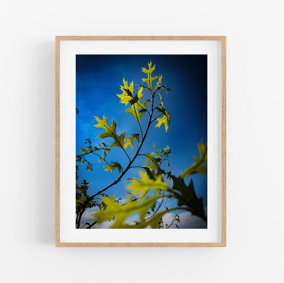 Pin Oak Photo Print