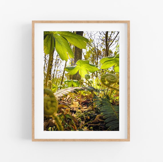 Spring Fiddleheads Photo Print