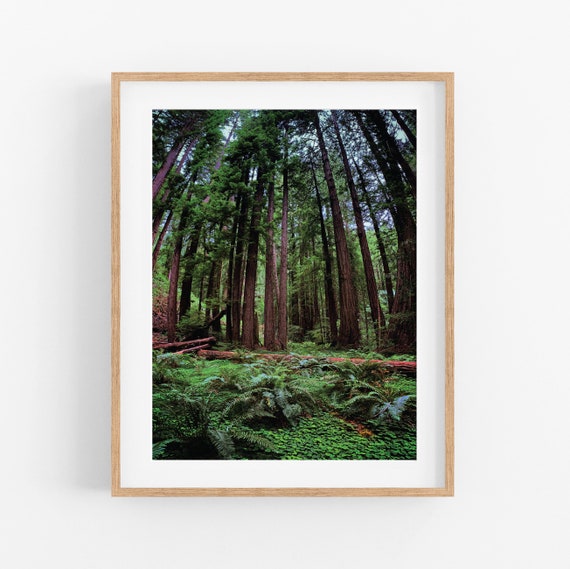 Forest Seasons: SUMMER Photo Print