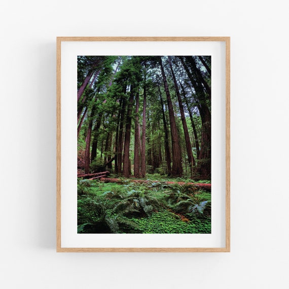 Forest Seasons: SUMMER Photo Print