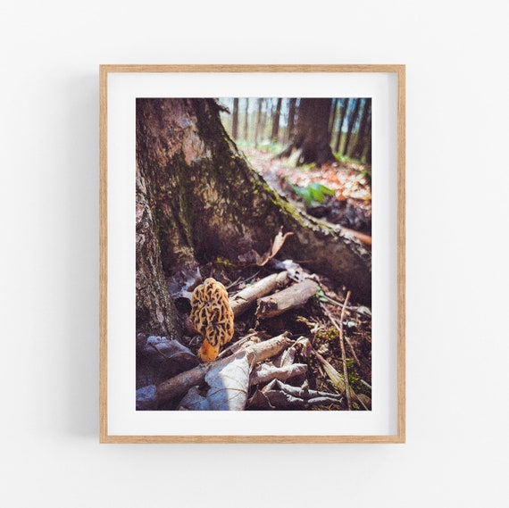 Morel Mushroom Photo Print