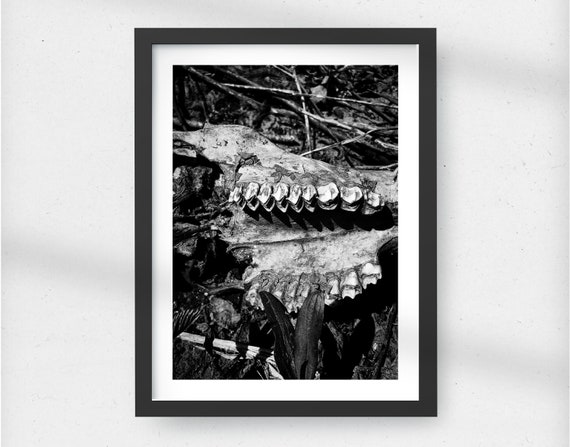 Deer teeth—gicleé print