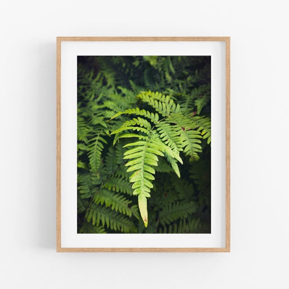 Single Fern Photo Print