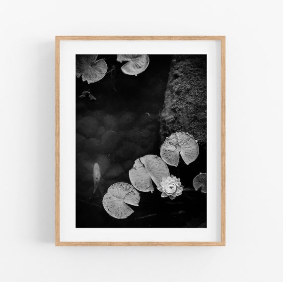 Koi and Water Lily Black and White Photo Print