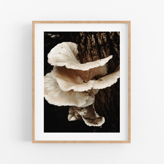 Summer Oyster Mushroom Photo Print