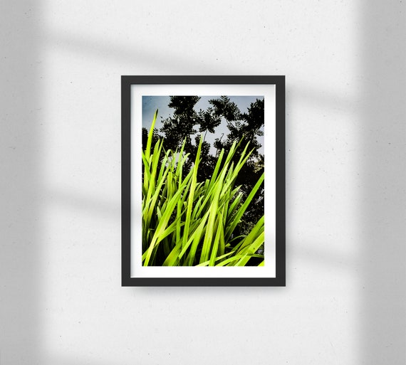 Stark Lake Irises—gicleé print