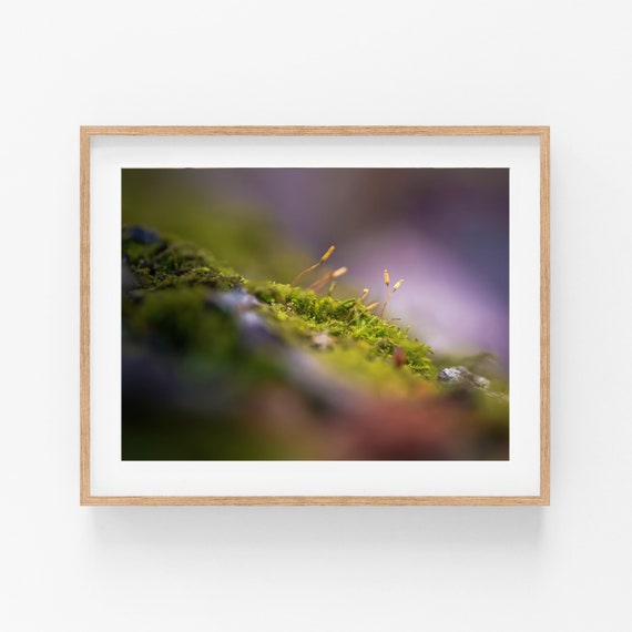 Moss Spore Capsules Photo Print