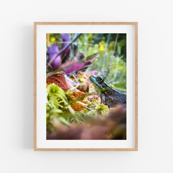 Bog Frog Photo Print