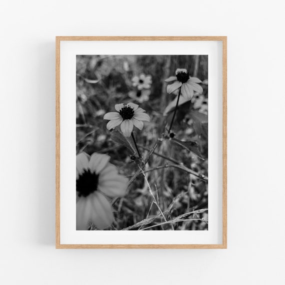 Brown-eyed Susan Photo Print