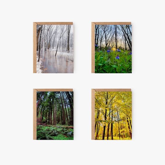 Forest seasons Greeting Card Variety Pack