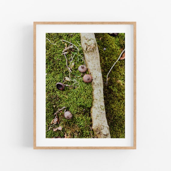 Mossy Oak Root Photo Print