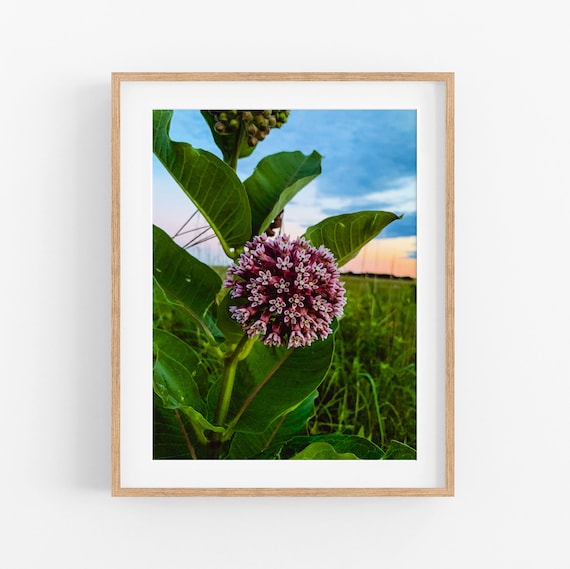 Milkweed Photo Print