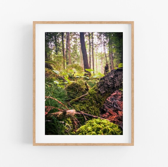 Mossy Forest Floor Photo Print