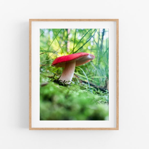 Russula Mushroom Photo Print