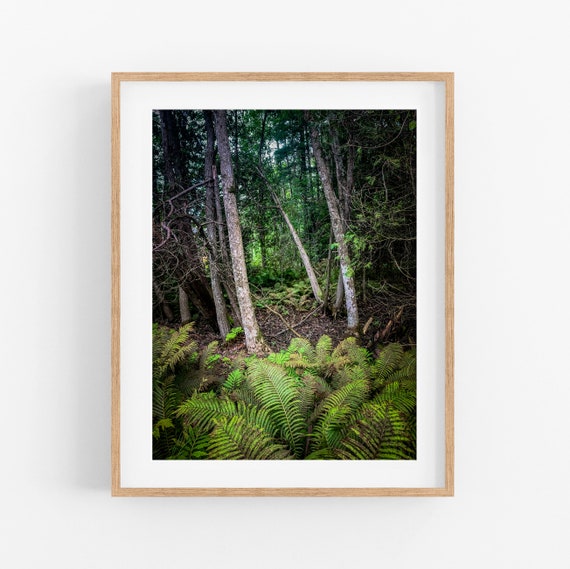 Mysterious Fern Forest Photo Print