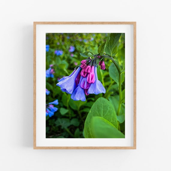 Blooming Bluebell Photo Print