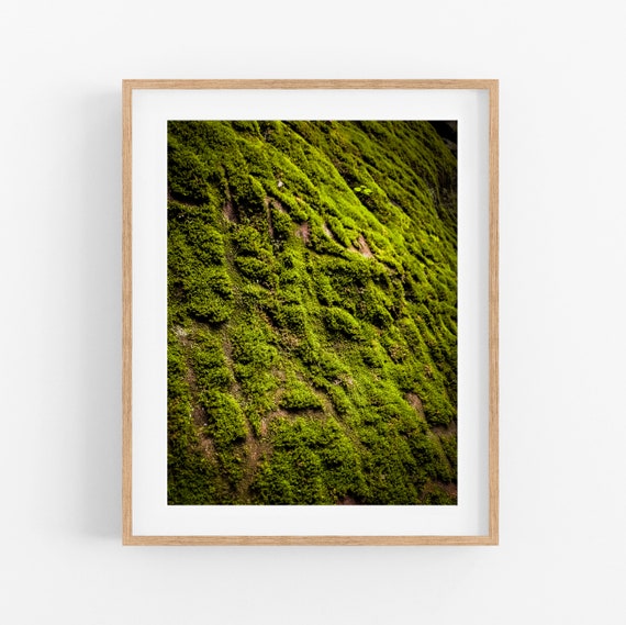 Blanket of Moss Photo Print
