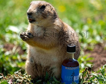 Balcones Baby Blue Corn Whiskey Wall Photo Print, Texas Whiskey Canvas Photo, Texas Bourbon Wall Art, Bourbon Whiskey Bar Decor, Man Cave