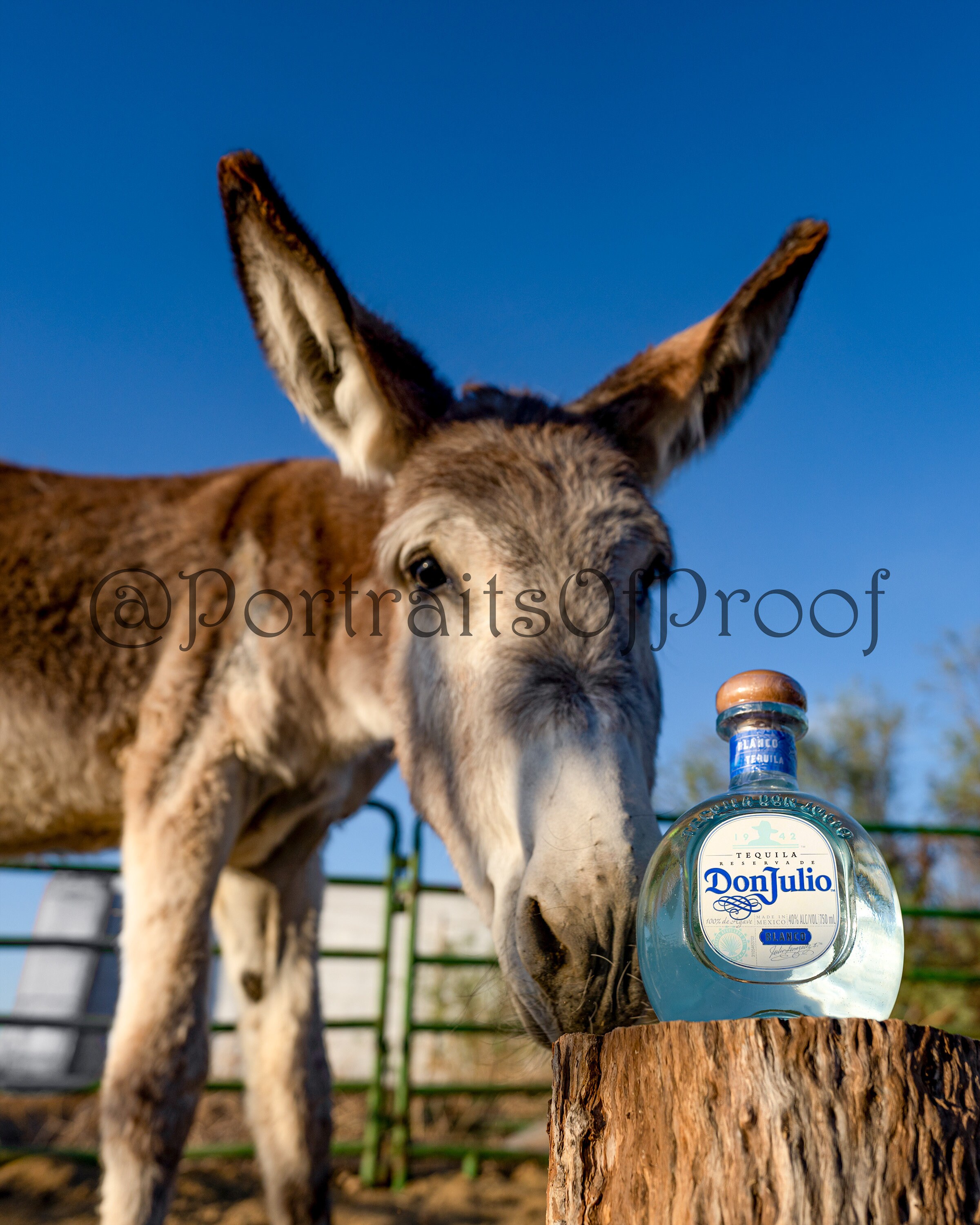 Don Julio Blanco Tequila Wall Photo Print, Drunken Mule Canvas