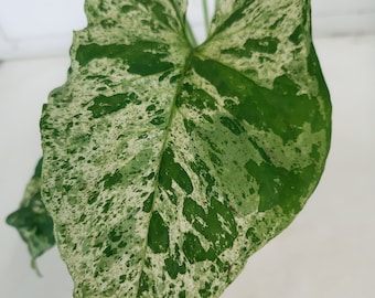 Syngonium Mottled