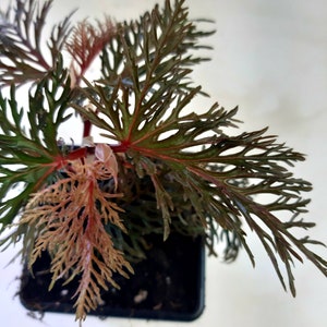 Begonia Bipinatifida