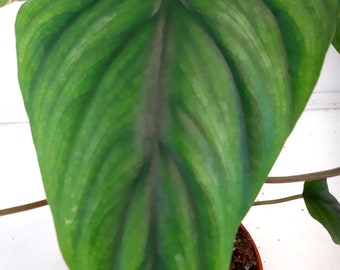 Philodendron Plowmanii