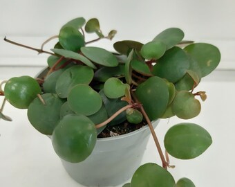 peperomia pepperspot