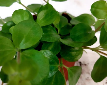 Peperomia Rotundifolia