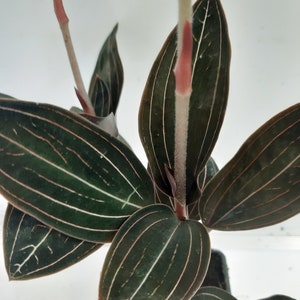 Ludisia Discolor