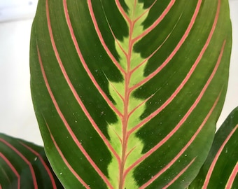 Maranta Fascinator Red Stripe