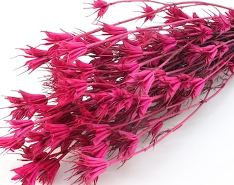Dried Fuchsia Pink Nigella | Bridal Bouquet | Love In A Mist Flower | Nigella Orientalis | Pink Dried Florals | Gift Ideas | Dried Grass