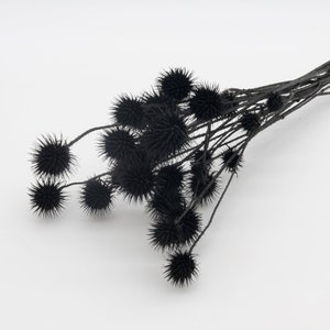 Black Dried Globe Thistle | Black Dried Dipsacus Pilosus | Teasel Bunch | Black Vase Filler | Minimalist Decor | Black Flowers for Wedding