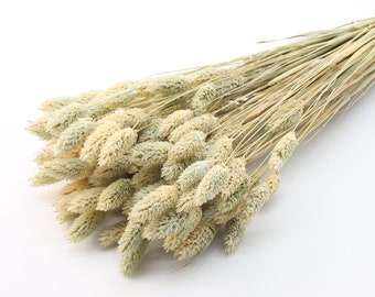 80 pcs Natural Dried Phalaris | Canary Grass in Natural Beige Green Color | Dried Flower Bouquet | Boho Wedding | Autumn Home Decor | Rustic