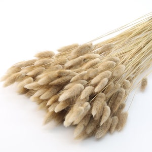 Peut inclure: Un bouquet d'herbe à queue de lapin séchée, également connue sous le nom de Lagurus ovatus, avec de longues tiges fines et des têtes de fleurs duveteuses de couleur beige.