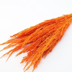 Orange Dried Pampas | Dried Flowers Grass Bunch - 35 Stems | Orange Floral Arrangement | Fall Home Decor | Dried Flowers | Flowers for Craft