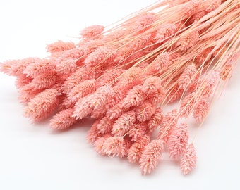 80 pcs Creamy Pink Dried Phalaris | Canary Grass | Dried Grass Bunch | Pink Dried Flowers | Wedding Decoration | DIY Floral Arrangement