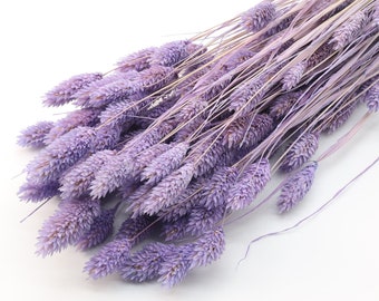80 pcs Lavender Color Dried Phalaris | Purple Dried Canary Grass | Floral Arrangement | Purple Wedding Decor | Purple Chrismas | Centerpiece