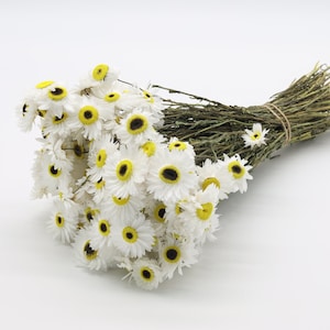 100 Dried White Daisies Bunch | Dried White Helipterum Acroclinium | Wedding Decor | White Dried Flowers | Paper Daisy | Bridal Bouquet