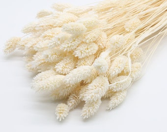 80 pcs Phalaris séchés blancs | Herbe des Canaries blanchie | Bouquet de fleurs séchées | Mariage blanc | Bouquet de mariée | Pièce maîtresse de mariage | Décor de Noël