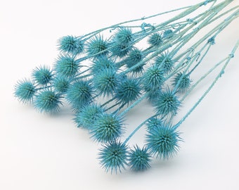 Light Blue Dried Globe Thistle | Dried Dipsacus Pilosus | Teasel Bunch | Blue Vase Filler | Home Decor | Flowers for Wedding | Gift Ideas